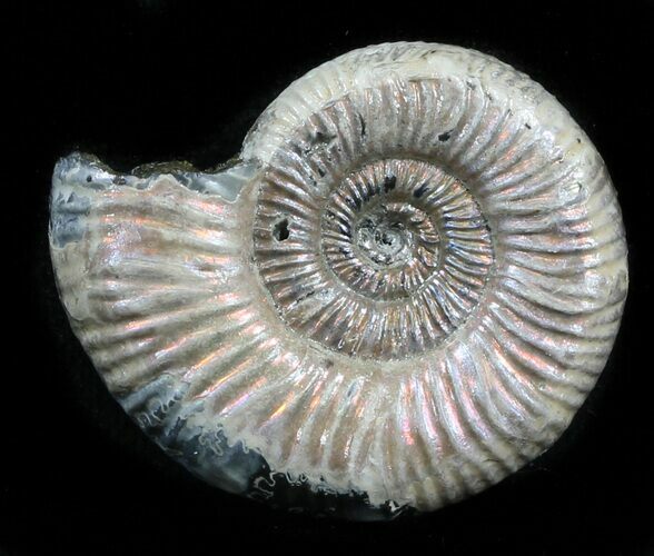 Iridescent Binatishinctes Ammonite Fossil - Russia #34594